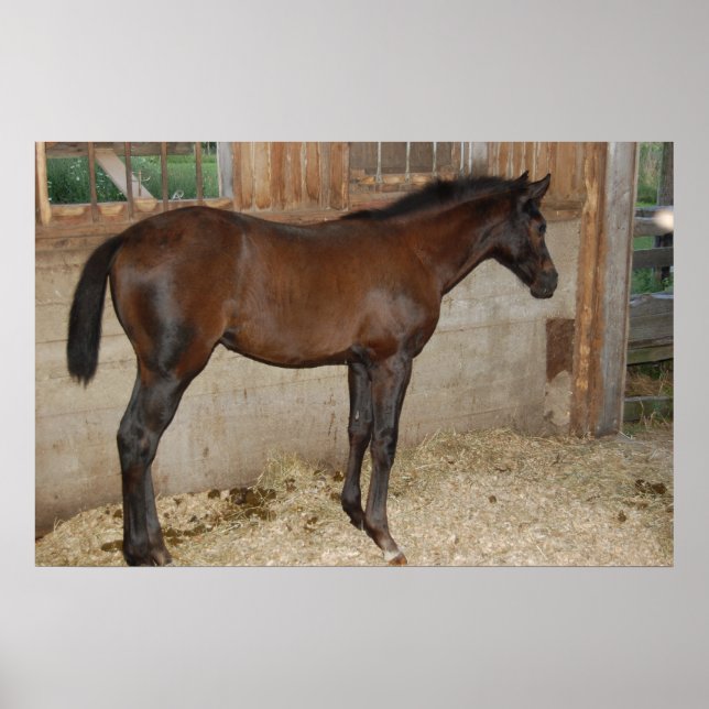 Póster Nuevo Pony/Caballo (Frente)