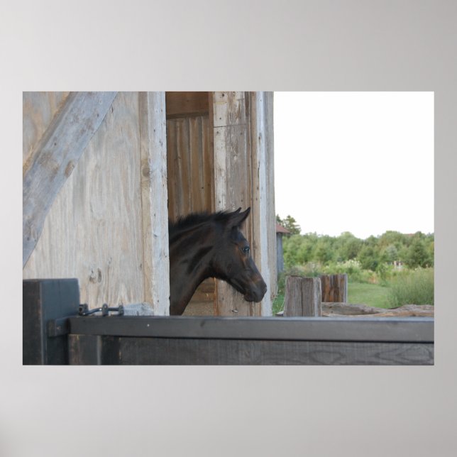 Póster Nuevo Pony/Caballo (Frente)