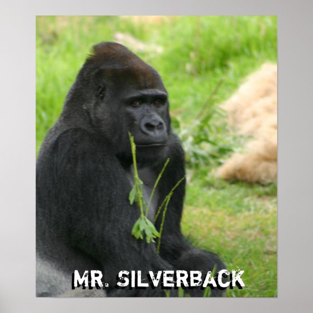 Póster Nuevo Poster (Frente)