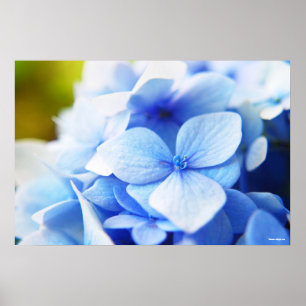 Póster Nuevos Blues