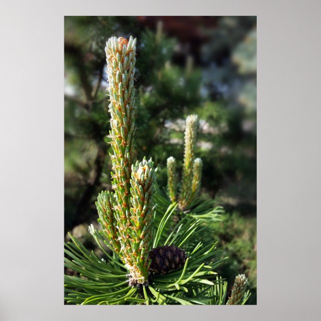 Póster Nuevos brotes de pino (Frente)