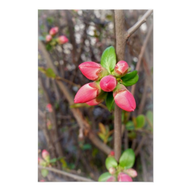 Póster nuevos brotes rojos (Anverso)