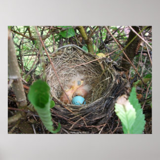 Póster Nuevos comienzos