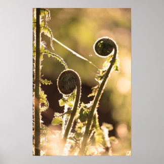 Póster Nuevos frentes de bracken en primavera