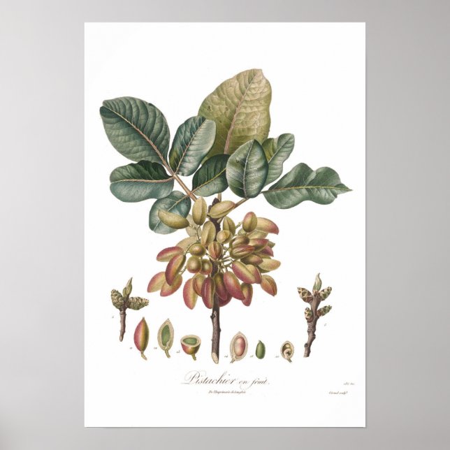 Póster Nuez de pistachio, Pistacia vera (Frente)