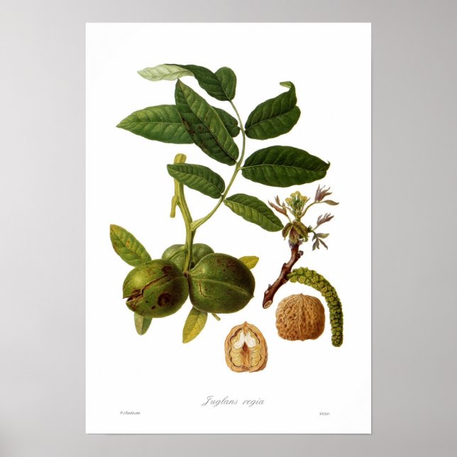Póster Nuez (Juglans regia) (Frente)