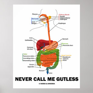 Póster Nunca Me Llame Guless (Humor Del Sistema Digestivo