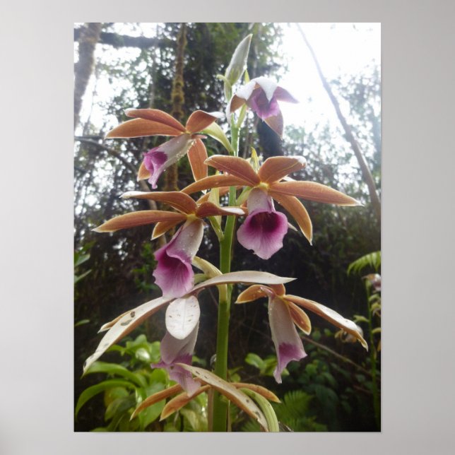 Póster Nuns Hood Orchid Isla Grande Hawaii (Frente)