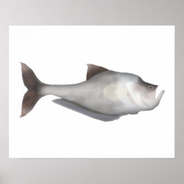 Póster Nurseryfish