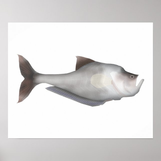 Póster Nurseryfish (Frente)