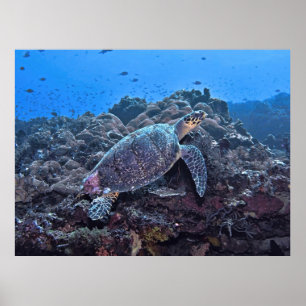 Póster Nusa Lembongan Hawksbill