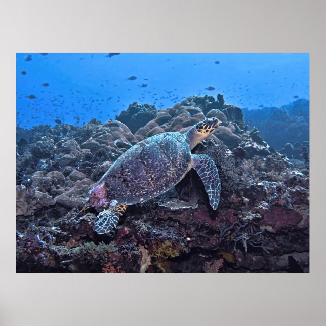 Póster Nusa Lembongan Hawksbill (Frente)