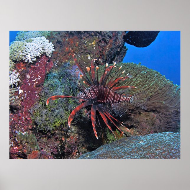 Póster Nusa Lembongan Lionfish (Frente)