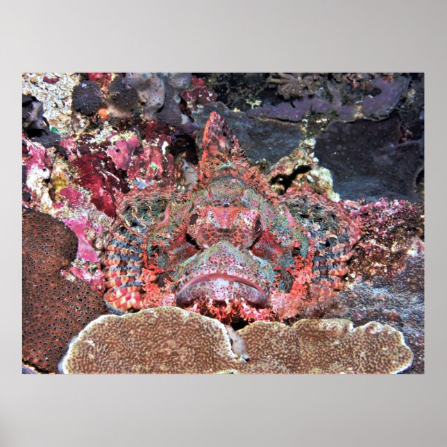 Póster Nusa Lembongan Scorpionfish (Frente)