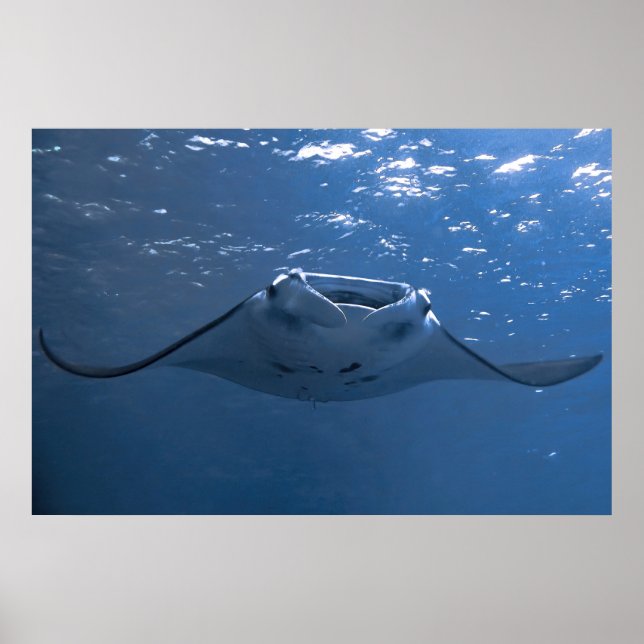 Póster Nusa Penida Manta (Frente)