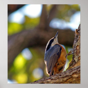 Póster Nuthatch