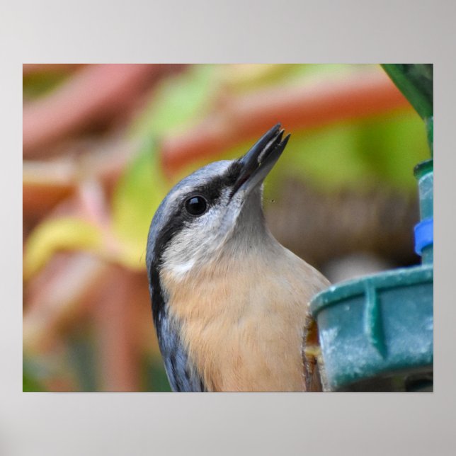 Póster Nuthatch (Frente)