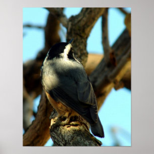 Póster Nuthatch 10/28/07