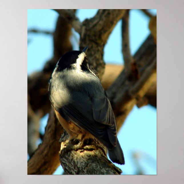 Póster Nuthatch 10/28/07 (Frente)