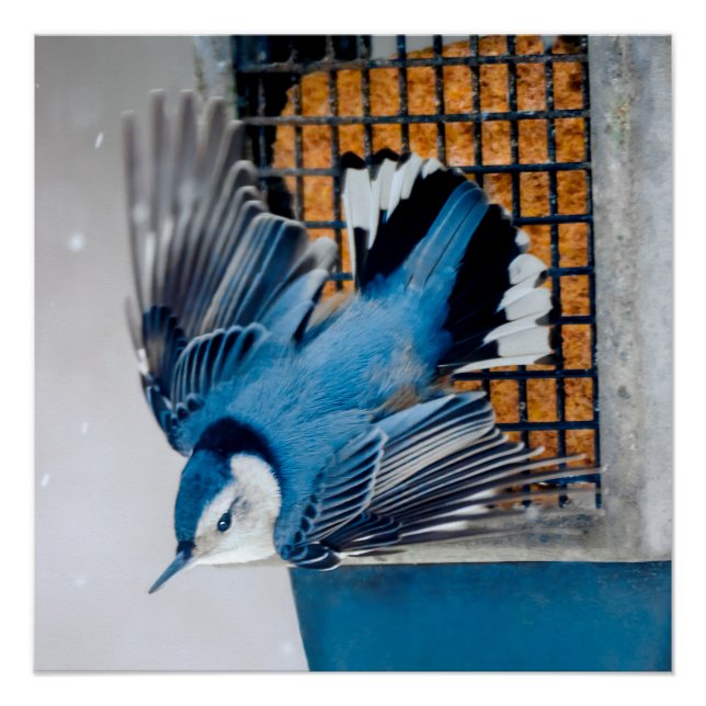 Póster Nuthatch blanco en nieve - foto original (Anverso)