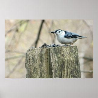 Póster Nuthatch con pechuga blanca con Poster de semillas