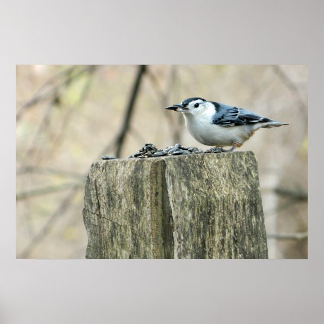 Póster Nuthatch con pechuga blanca con Poster de semillas (Frente)