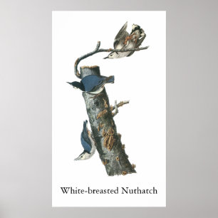 Póster Nuthatch de pecho blanco, John Audubon