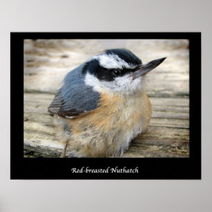 Póster Nuthatch de pecho rojo