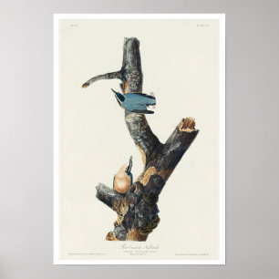 Póster Nuthatch de pecho rojo de Audubon Poster