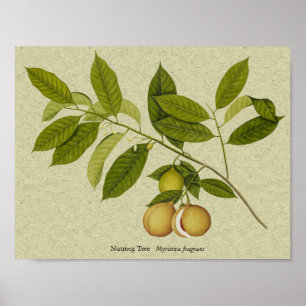 Póster Nutmeg tree botanical print