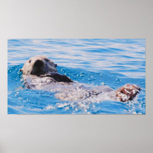 Póster Nutria de mar