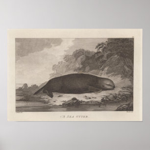 Póster Nutria de mar, Columbia Británica