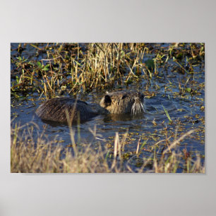Póster Nutria en el agua