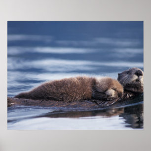 Póster nutria marina, Enhydra lutris lutris