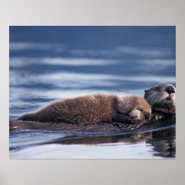 Póster nutria marina, Enhydra lutris lutris (Frente)