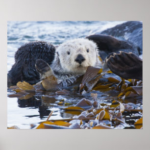 Póster Nutria marina envuelta en kelp
