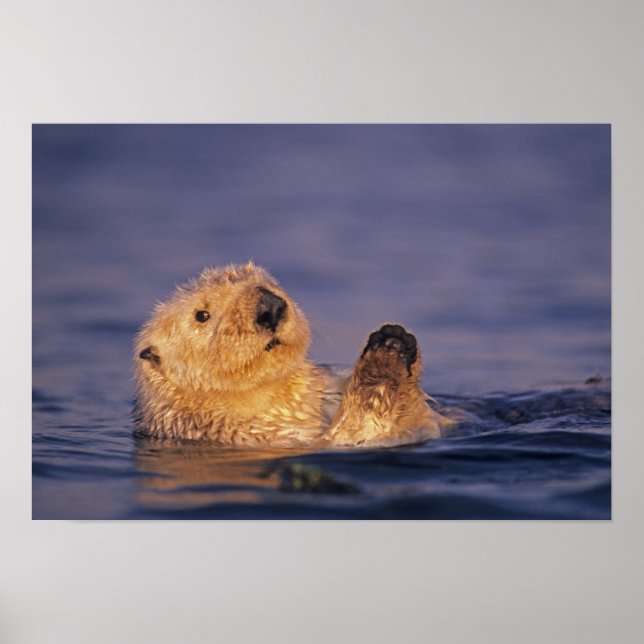 Póster Nutrias marinas, Enhydra lutris 2 (Frente)