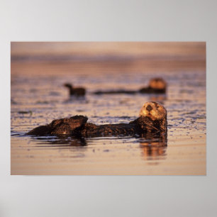 Póster Nutrias marinas, Enhydra lutris 3