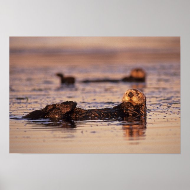 Póster Nutrias marinas, Enhydra lutris 3 (Frente)