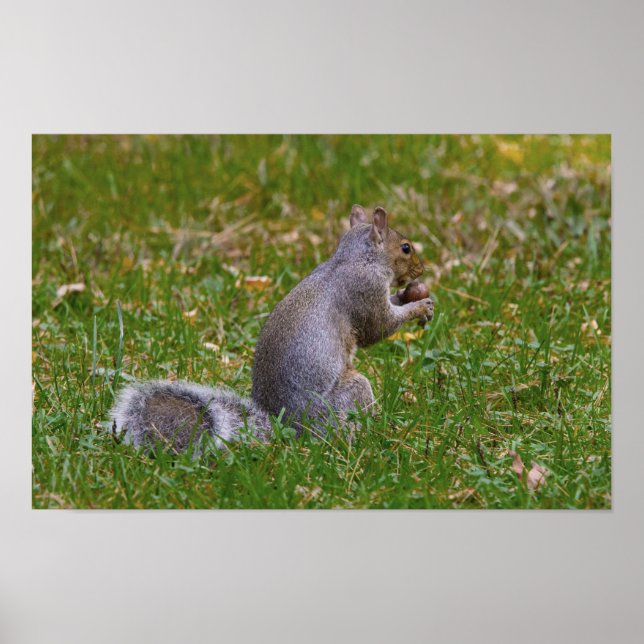 Póster Nutty Squirrel (Frente)