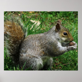 Póster Nutty squirrel Closeup
