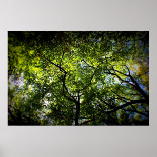 Póster NY Trees