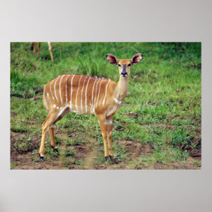 Póster Nyala hembra, Reserva de caza Hluhluwe-Umfolozi