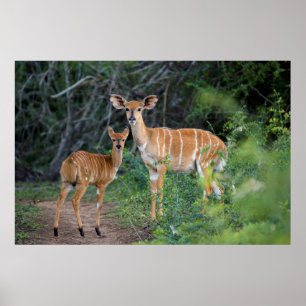Póster Nyala (Tragelaphus Angazii) Con Joven, Ndumo