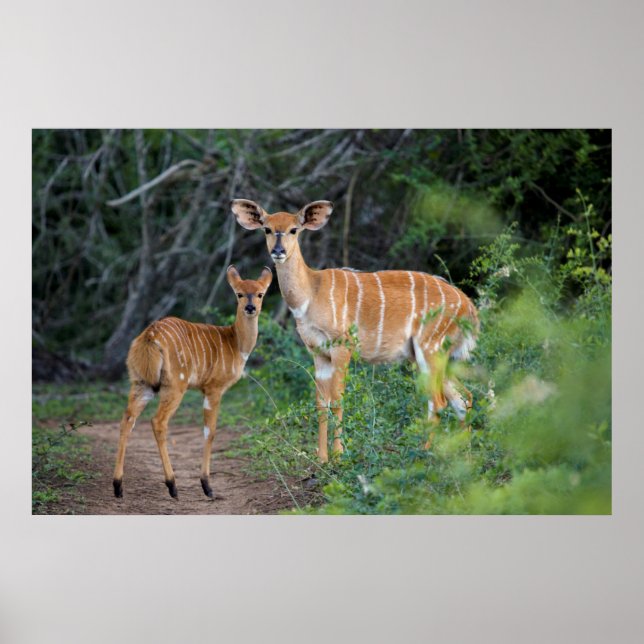 Póster Nyala (Tragelaphus Angazii) Con Joven, Ndumo (Frente)