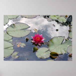 Póster Nymphaea Gloriosa