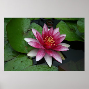 Póster Nymphaea tetragona