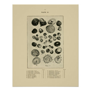 Póster NZ Shells