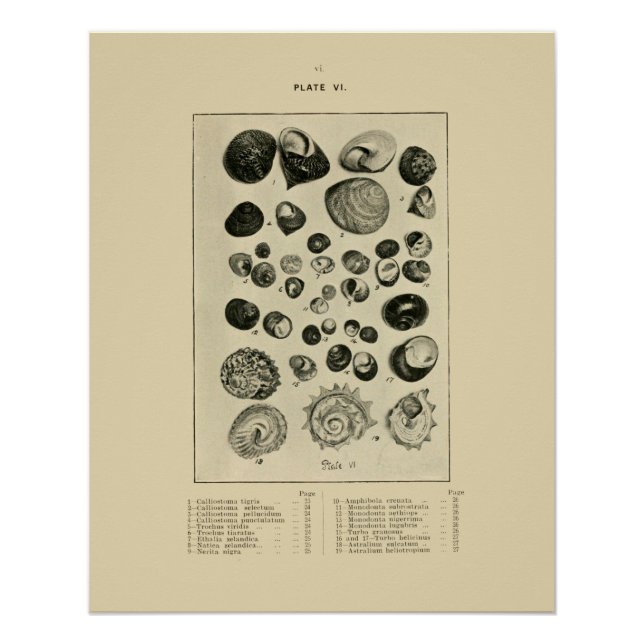 Póster NZ Shells (Anverso)