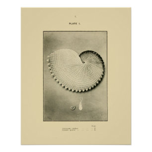 Póster NZ Shells - Argonauta nodosa y Spirula Peroni